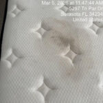 carpet/matress deep clean