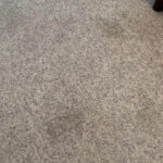 carpet/matress deep clean
