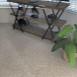 carpet/matress deep clean